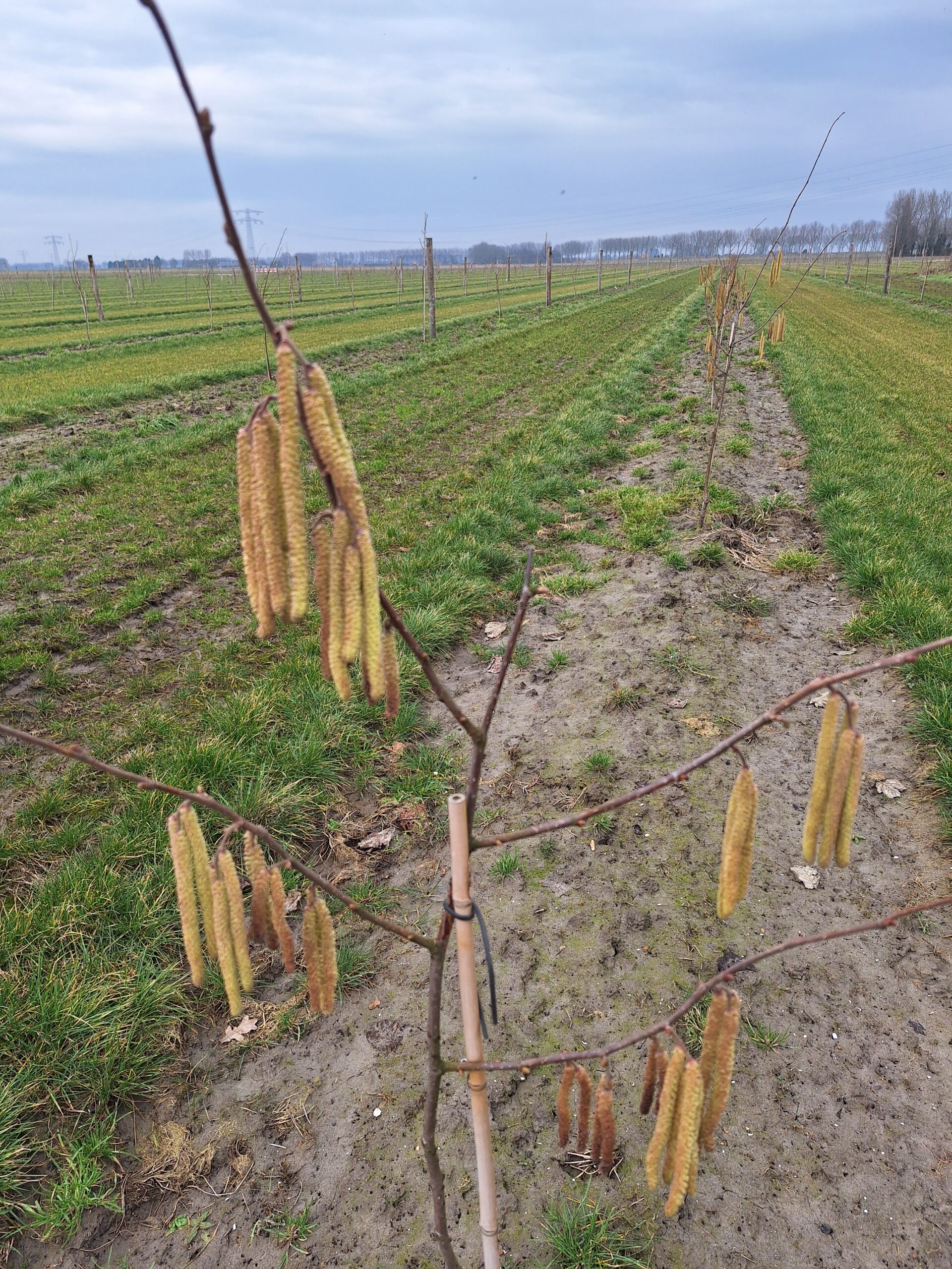 Hazelnootbomen vol met rijpe noten